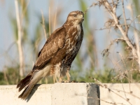 Nouvelle opération anti-étourneaux