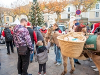 un mercredi magique avec les ânes et les pères noël un mercredi magique avec les ânes et les pères noël