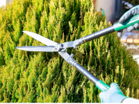 Rappel des obligations de taille et d’élagage Rappel des obligations de taille et d’élagage